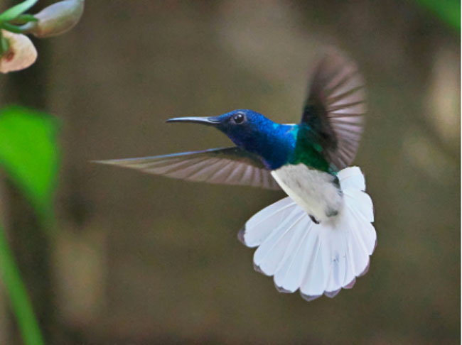 Birding Braulio Carrillo National Bark in Heredia