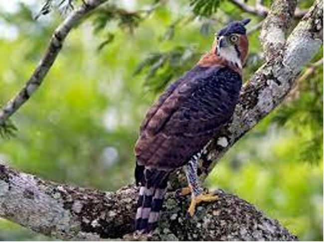 Birding Braulio Carrillo National Bark in Heredia, Costa Rica