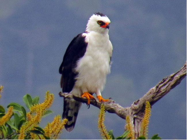 Birding El Tapir Nature Reserve Sarapiqui