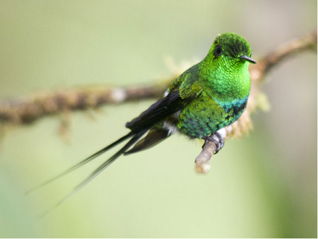 Birding El Tapir Nature Reserve Sarapiqui, Heredia, Costa Rica