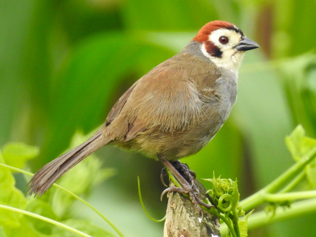 Birding Hotel Bougainvillea in Heredia