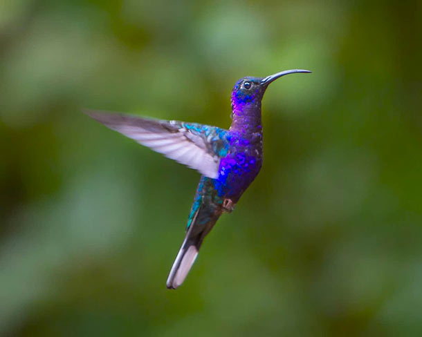 Birding tour day 7 - Monteverde Costa Rica