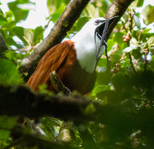 Birding tour day 6 - Monteverde Costa Rica