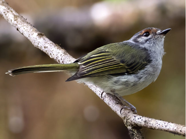 Birding Virgen del Socorro in Sarapiqui, Heredia