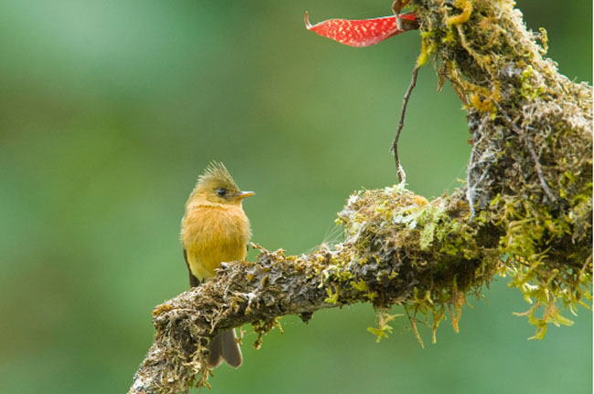 Birding Virgen del Socorro in Sarapiqui, Heredia, Costa Rica