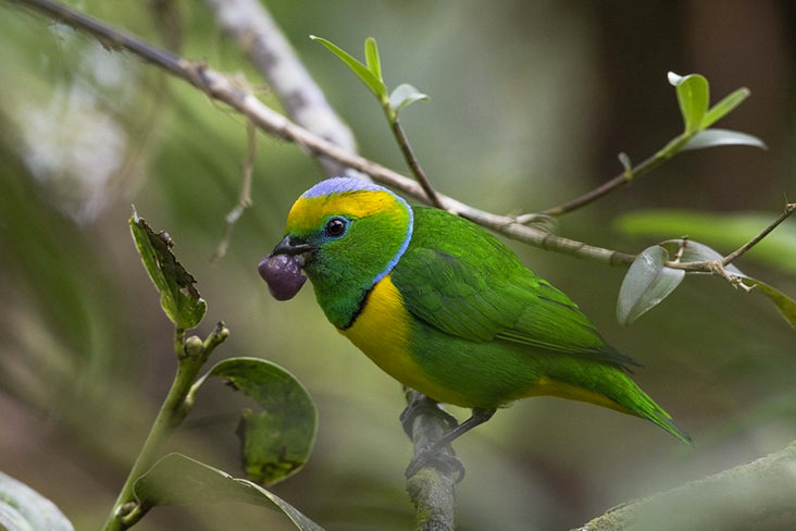 Birdwatching tour day 7 - Monteverde Costa Rica