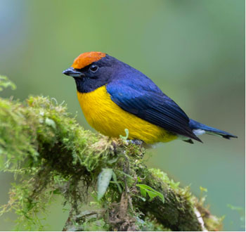 Birding Braulio Carrillo National Park, San Jose, Costa Rica