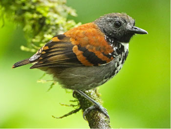 Birding Braulio Carrillo National Park