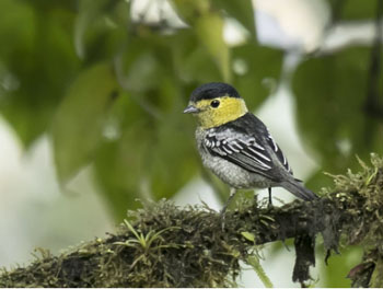 Birding Cerro de la Muerte, San Jose, Costa Rica