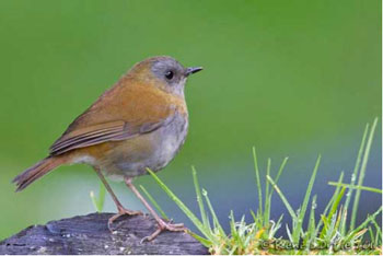 Birding Cerro de la Muerte