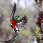 Birding Los Quetzales National Park