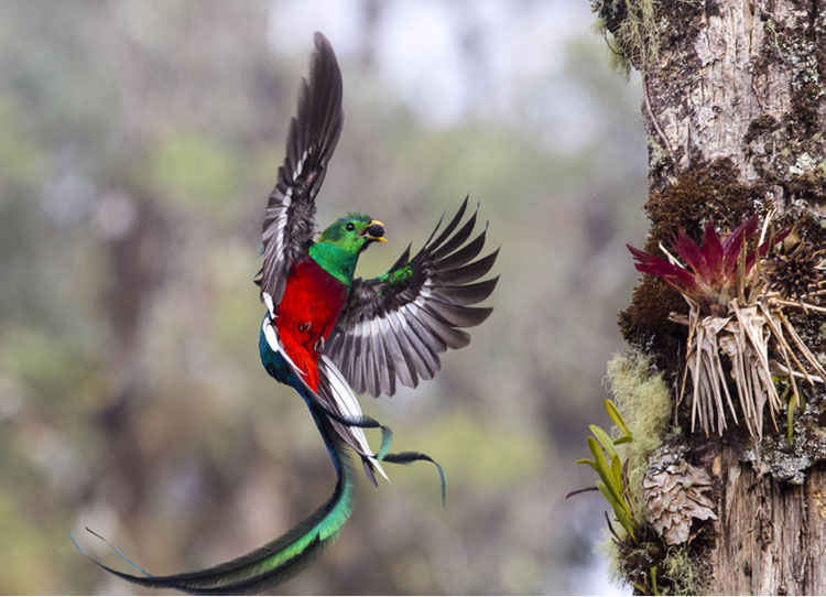 Birding Los Quetzales National Park