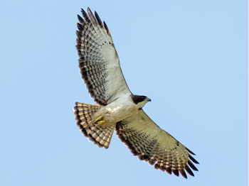 Birding Mirador La Union