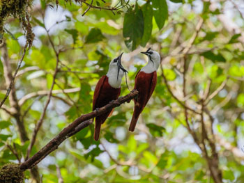 Birding Pajaro Campana Biological Reserve