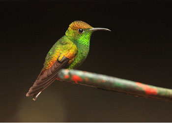 Birding San Jose Province Costa Rica