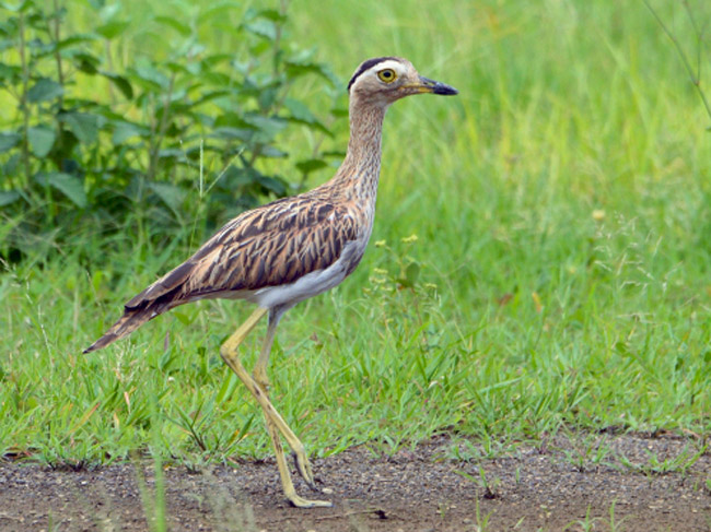 Bird Watching Papagayo Costa Rica