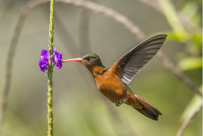 Bird Watching Papagayo Peninsula