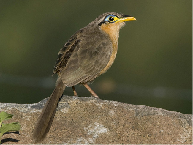 Bird Watching Papagayo Peninsula Costa Rica