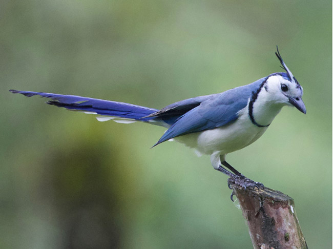 Bird in Papagayo Costa Rica