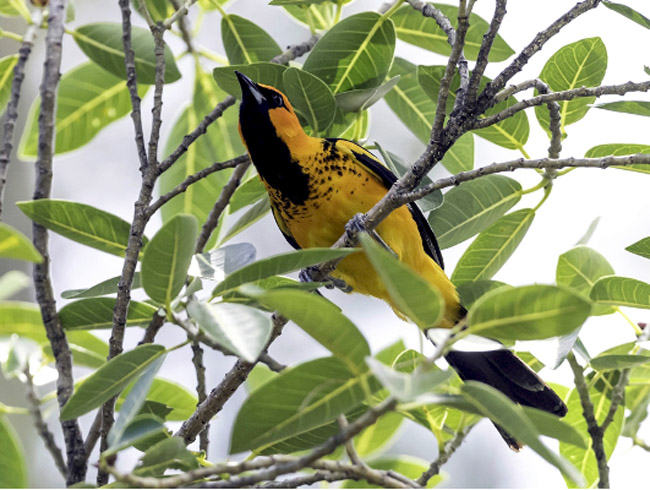 Bird in Papagayo Peninsula