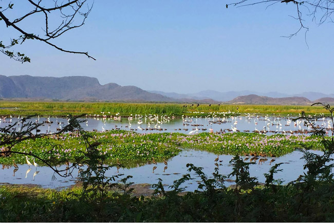 Birding Papagayo Costa Rica