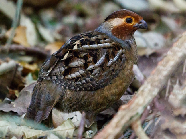 Birding Papagayo Peninsula