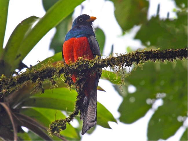 Birding Papagayo Peninsula Costa Rica