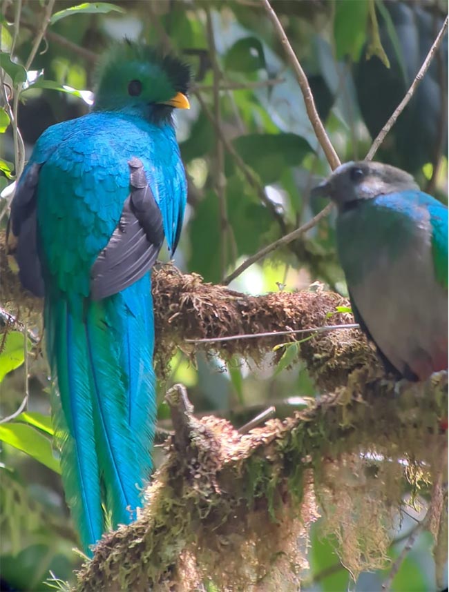 Birding the Resplendent Quetzal in Costa Rica