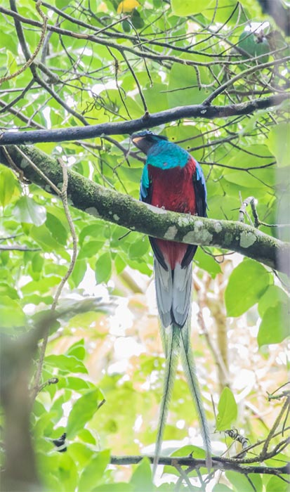 Resplendent Quetzal in San Gerardo de Dota