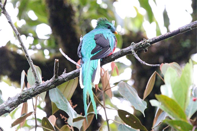 Resplendent Quetzal - La Amistad International Park