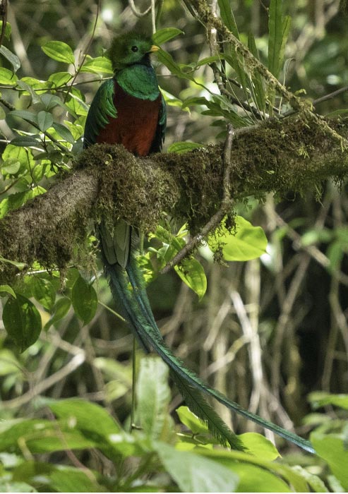 Resplendent Quetzal in Monteverde