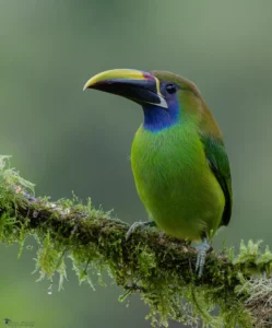 Planning an itin to find all six species of toucans in CR