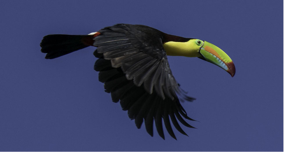 Best Places for Spotting Toucans in Costa Rica