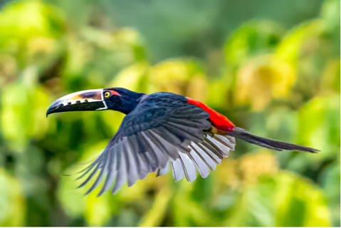 Toucan flying in Costa Rica