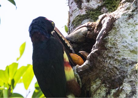 Toucan in Costa Rica's nature.