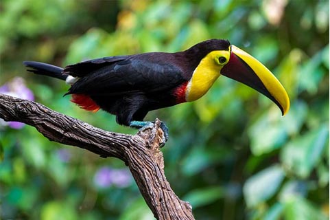 Birding Toucans in Costa Rica 