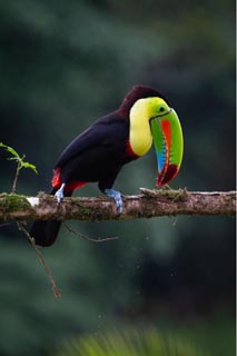 toucan in costa rica 5a