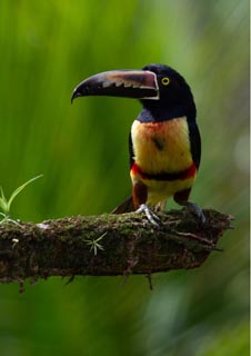 toucan in costa rica 5b