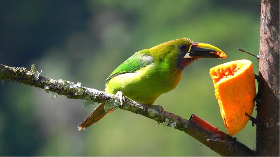 Toucan eating fruit in Costa Rica