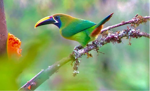 toucan in costa rica 7