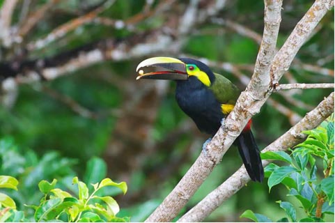 Toucan eating in Costa Rica's Forest