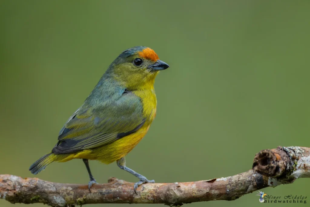 Best places to see Tanagers tour