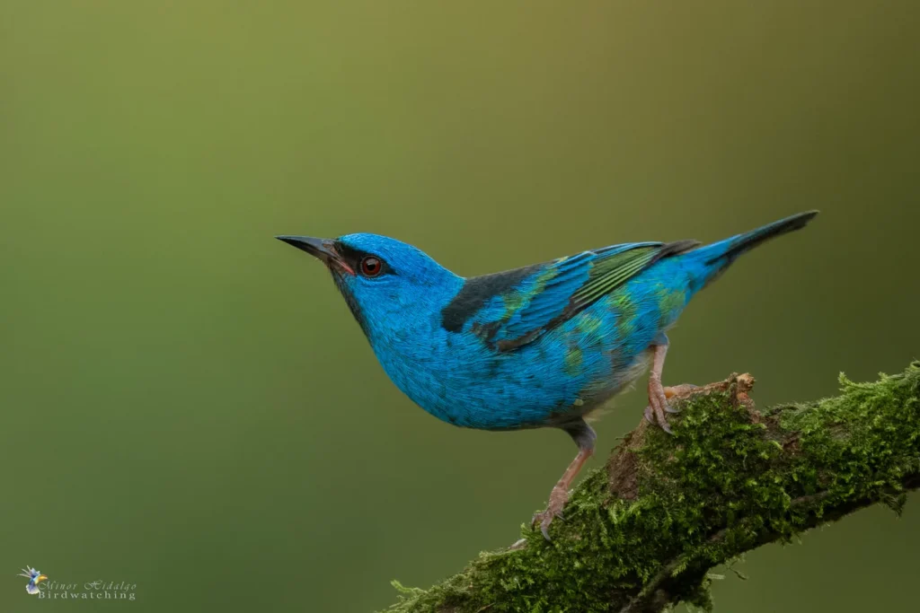 Blue Dacnis Turrialba