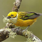 Birding Tanagers in Costa Rica