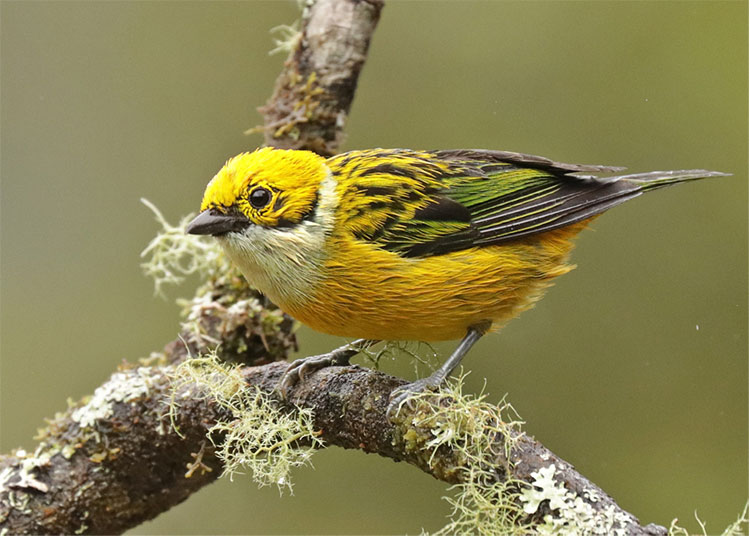 Birding Tanagers in Costa Rica