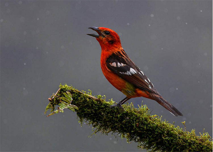 Birdwatching Tanagers in Costa Rica