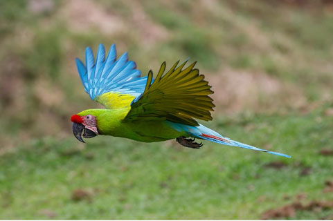 Great Green Macaw Flying in Costa Rica