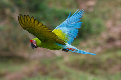 Great Green Macaw in Costa Rica