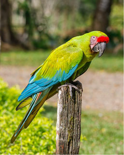 Great Green Macaw in Costa Rica