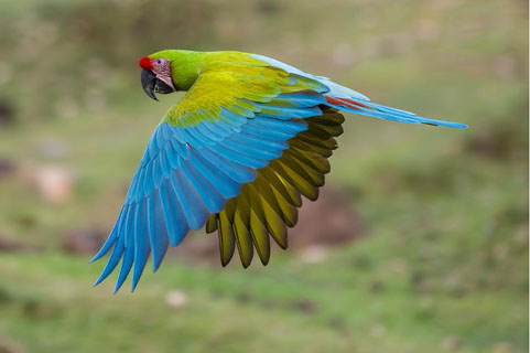 Great Green Macaw in Costa Rica